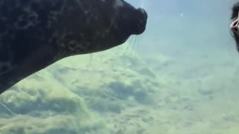 Sea lion mimicking !!!!