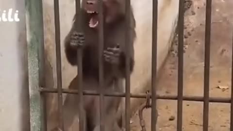 Angry monkey #funny #viral #short