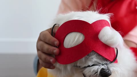 A Little Boy Putting Mask on a Shit Tzu