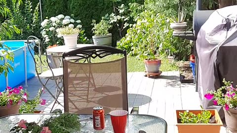 My back yard,