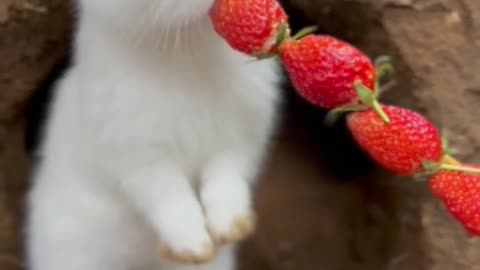 white bunny eating red berry