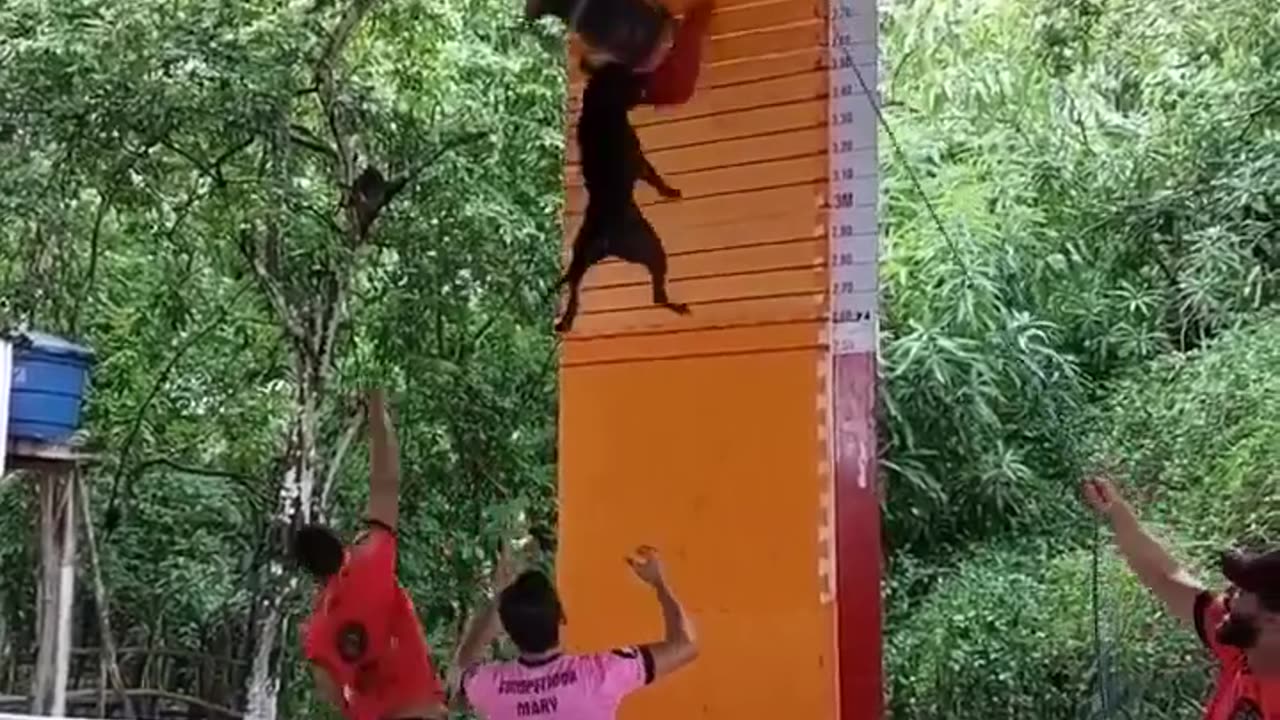 Dog training videoš±#shorts