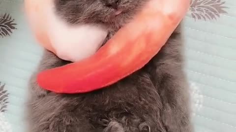 OMG So Cute Cats ♥ Best Funny Cat ❤️🐈Videos 2021 #shorts