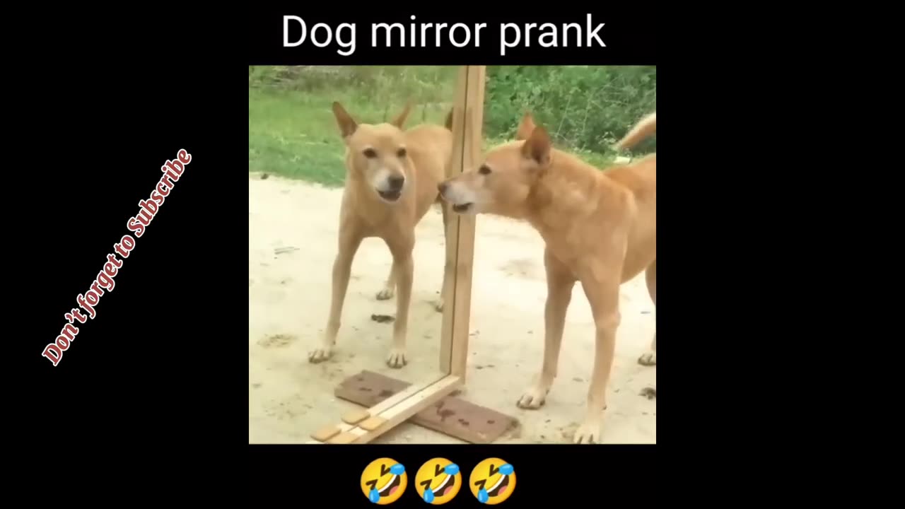 Funny videos random