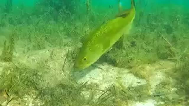 Crazy Bass eats Grass