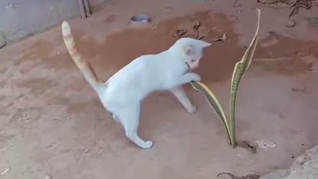 Playing cat 🐈