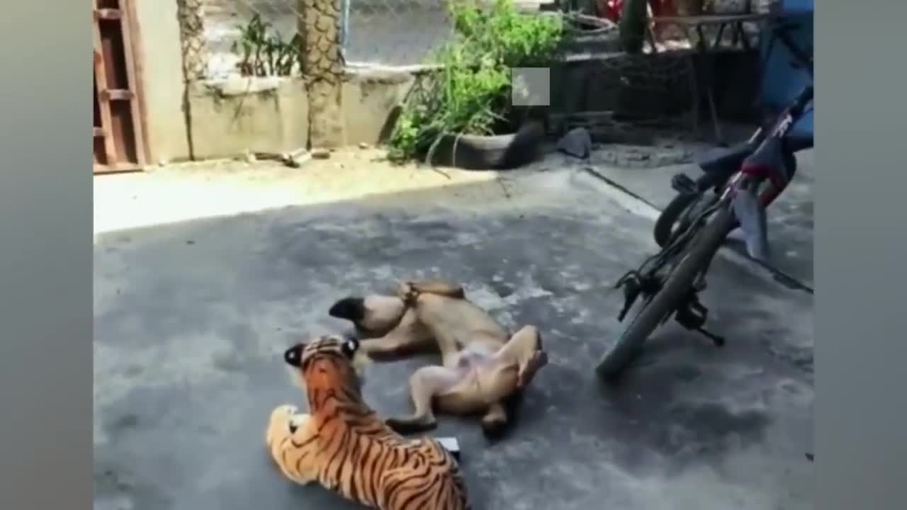 Cute Dogs Meeting a Tiger For the First Time | Super Dog