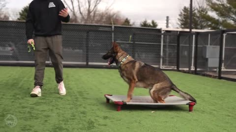 Your German Shepherd Training Blueprint! JunglePetChannel143