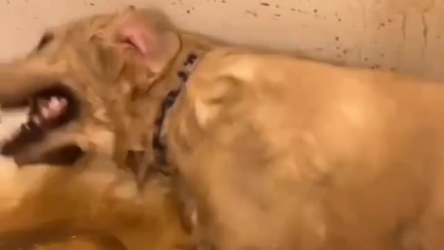 Having a lot of fun in the bathtub!🥰