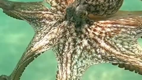 octopus dancing in the sea