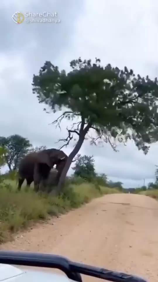 Witness the Intense Clash of Giants: Elephant Fight 🐘| #elephant |#shorts