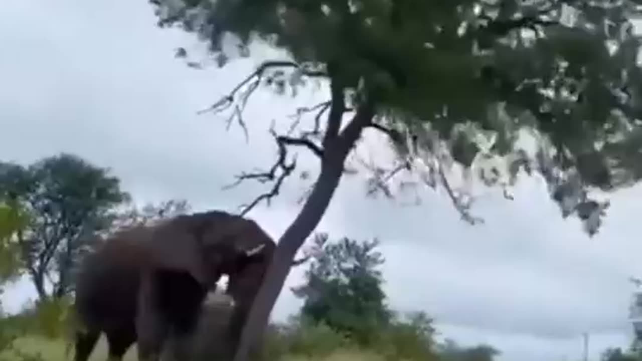 Witness the Intense Clash of Giants: Elephant Fight 🐘| #elephant |#shorts