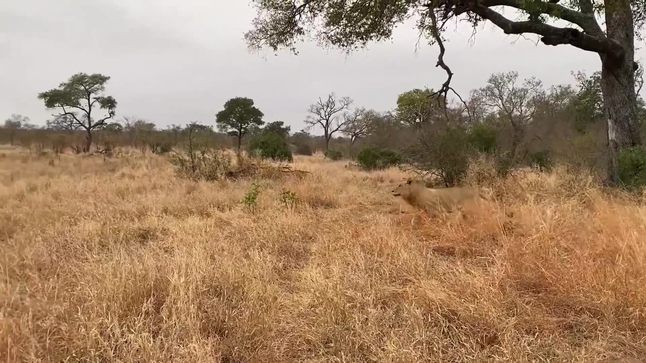 BRUTAL Moments When Male Lions Hunt Their Prey