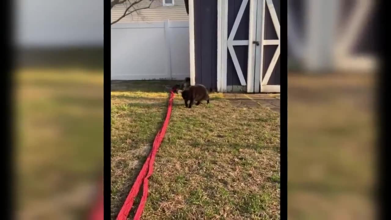 🤣 Short and Funny Animals Videos 🐶😺 the Best Cats and Dogs Videoa