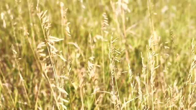 Relax Meditation Wheat farming in summer