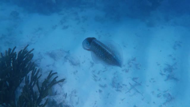 Color-changing squid puts on dazzling display