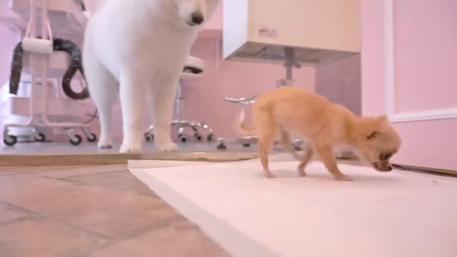 puppy so gentle