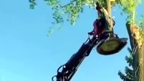 Tree Cutting