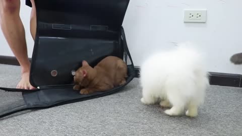 DIY Prefab House Install for Pomeranian Poodle puppies & New kitten - Building House Fun Dog Video