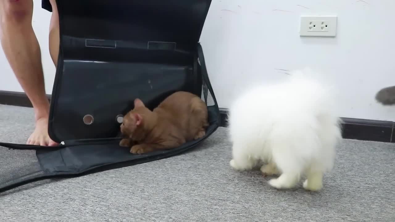 DIY Prefab House Install for Pomeranian Poodle puppies & New kitten - Building House Fun Dog Video