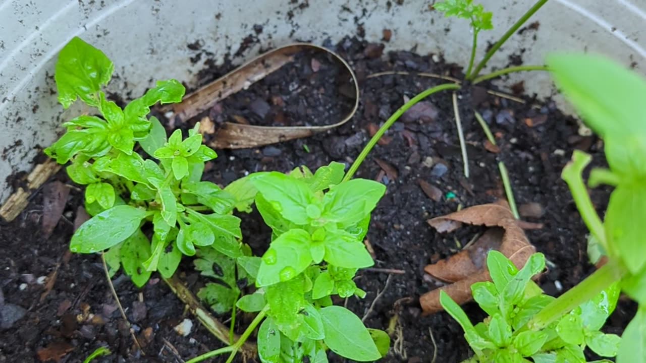 My sweet little Basil and Basil who saved the children