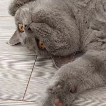 Why you are so adorable 🤣🐈‍⬛😸😹