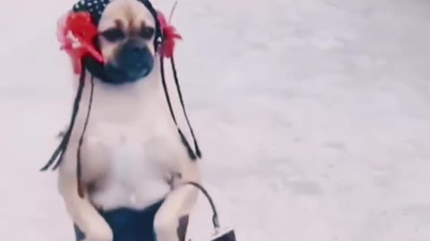 Very quite dogs 😂😂😂