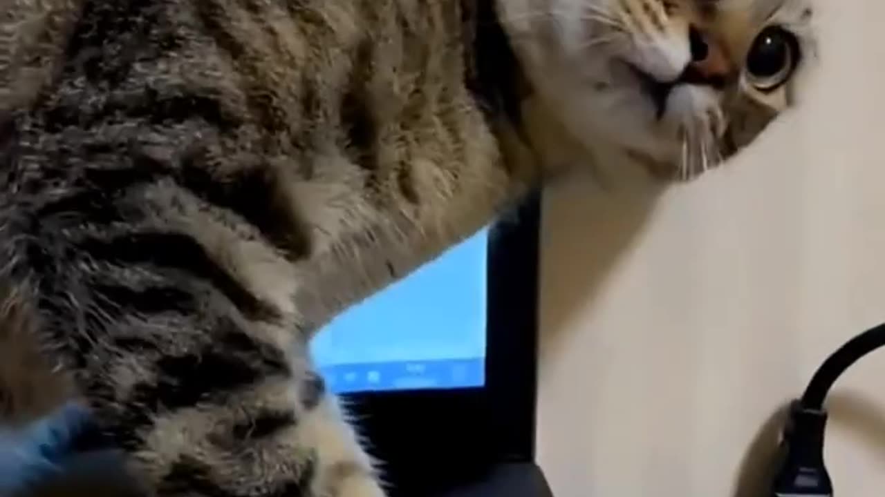 Cute cats that will make you wish you had one #....