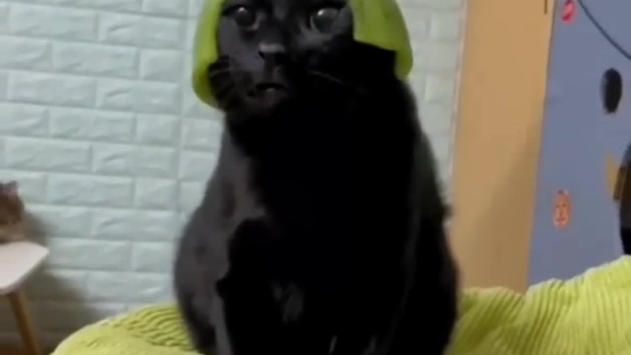 Cat funny video 😂😂