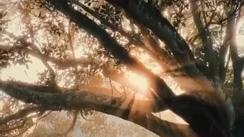 A beautiful tree