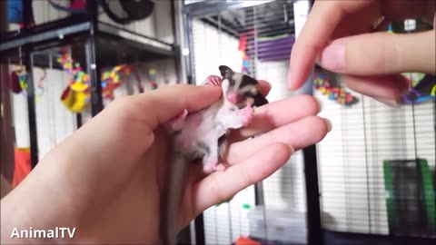 Sugar Gliders Flying