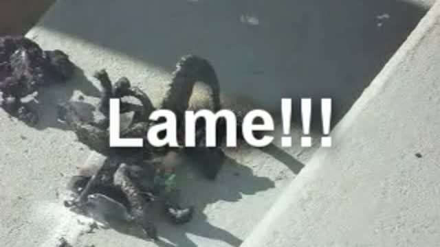 Fireworks Snakes Are No Fun!