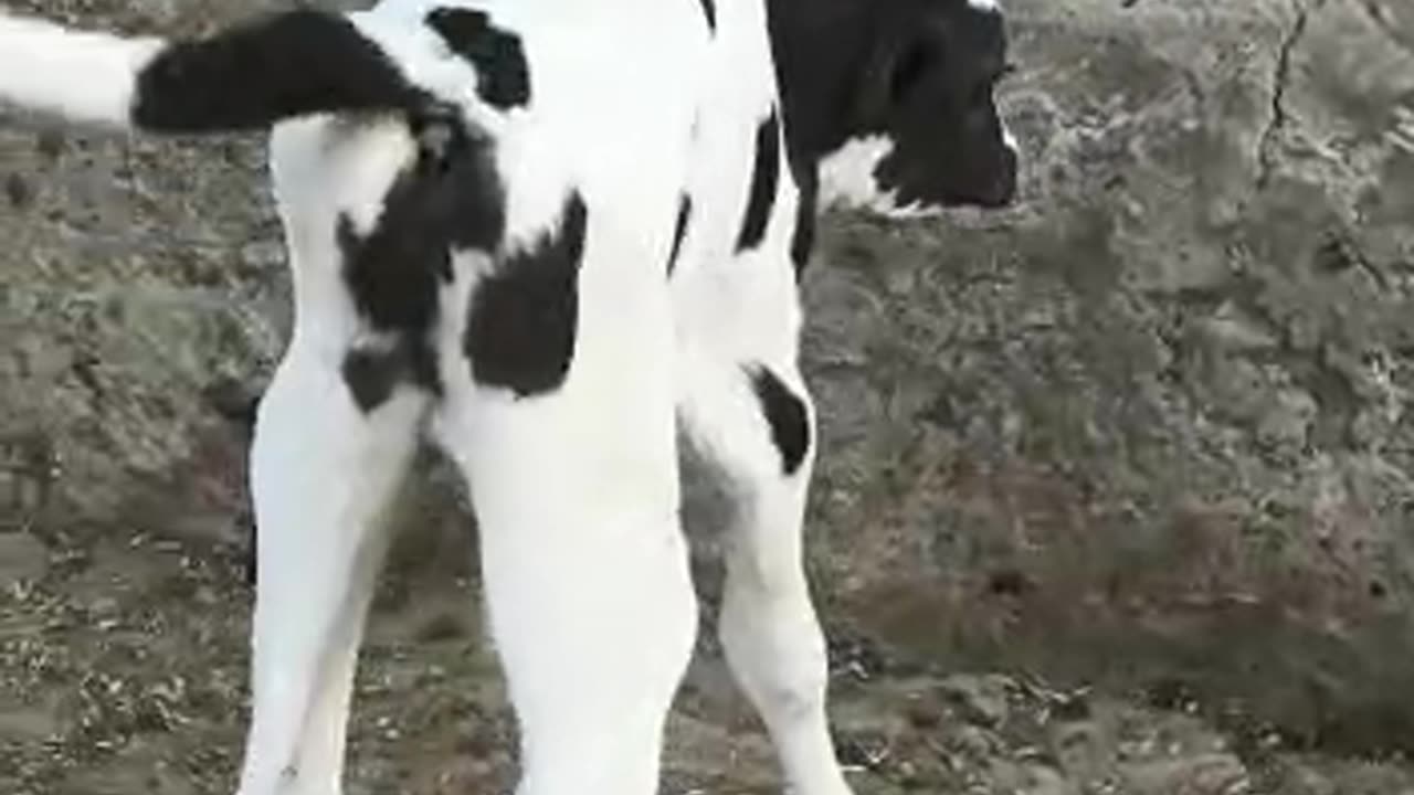 Cow with Baby