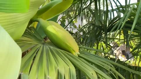 Surprise - Musa basjoo flowering a month early.