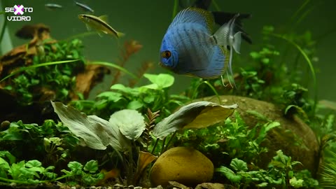 Amazon aquarium