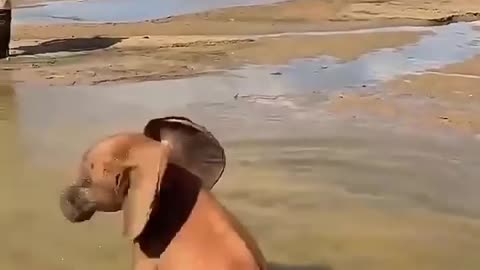 Cute Baby Elephant Having Fun in Water..