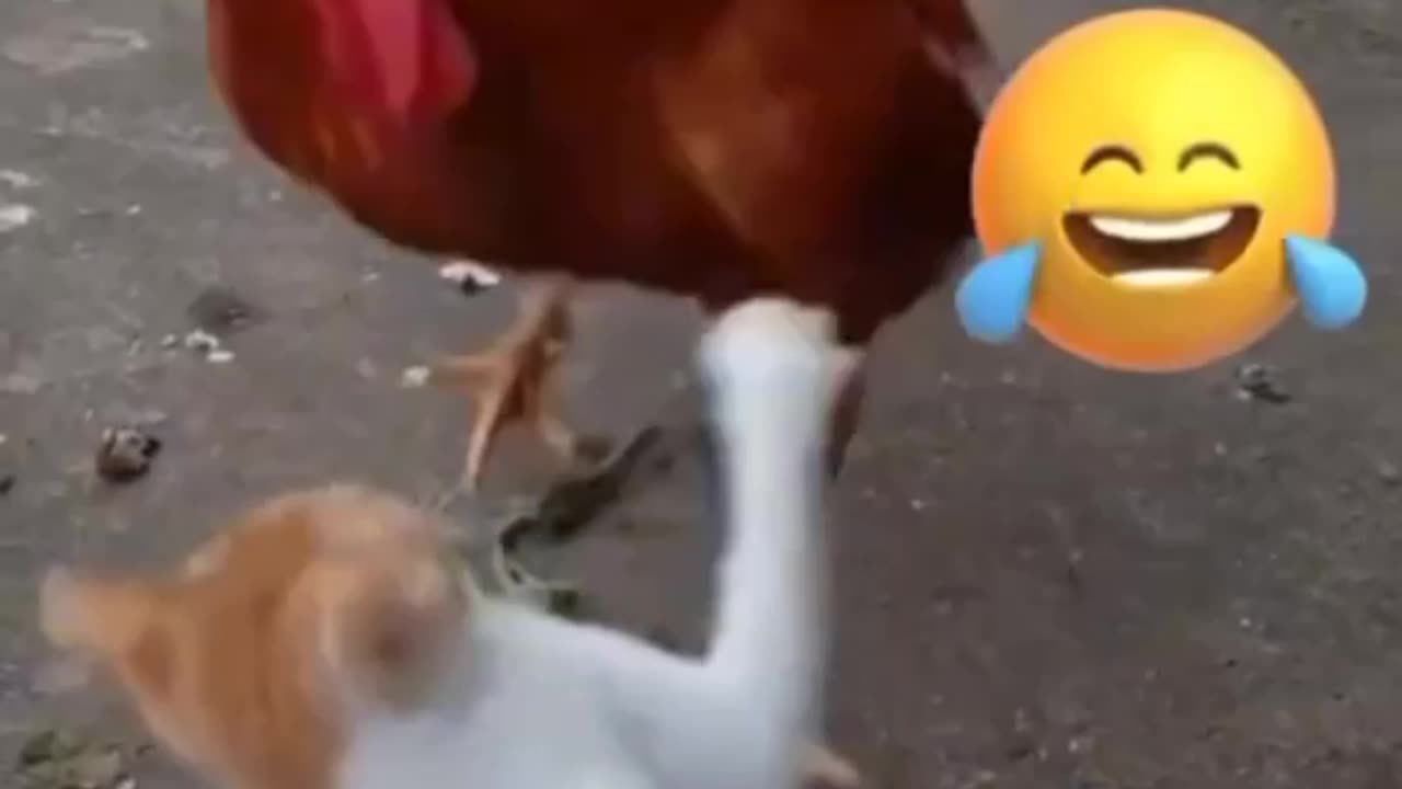 Cat Vs Rooster - Who will win?