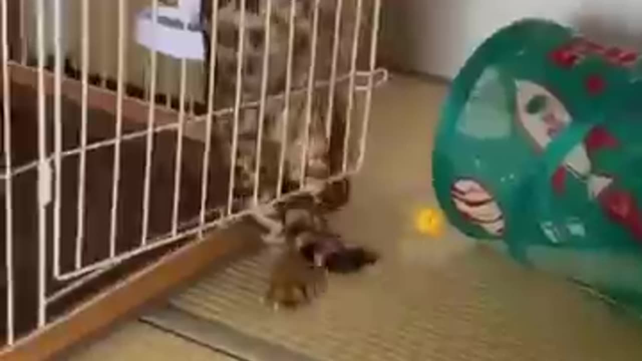 Funny animal cute cat video 🤭