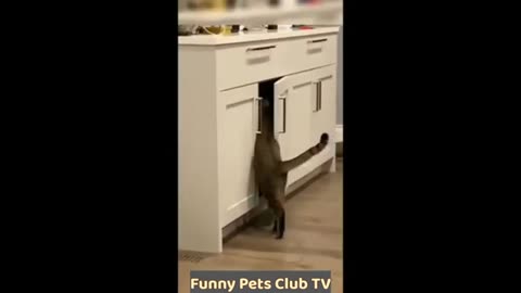 Funniest CATS and DOGS 2024 Videos😅 Best Funny Animal Videos 😇 #33 Download