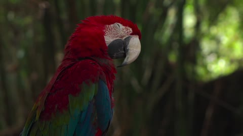 sleepy macaw