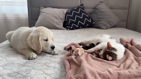 Golden Retriever Puppy Meets Mom Cat with Newborn Kittens for the First Time