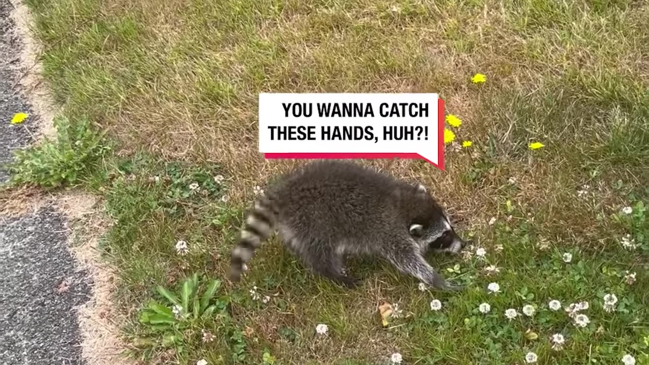 The baby raccoon showed the fire hydrant whose boss 💪