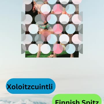 Bow-wow Trivia Challenge 15 # shorts