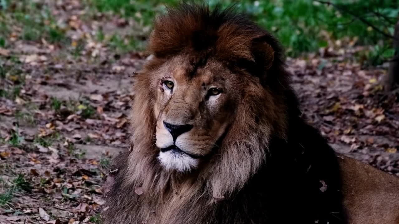 WILD LIONS | KING OF THE JUNGLE