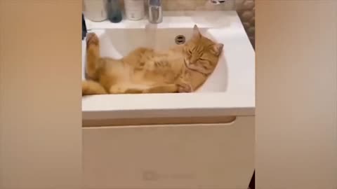 The funniest animals Fun with cats and dogs 2023