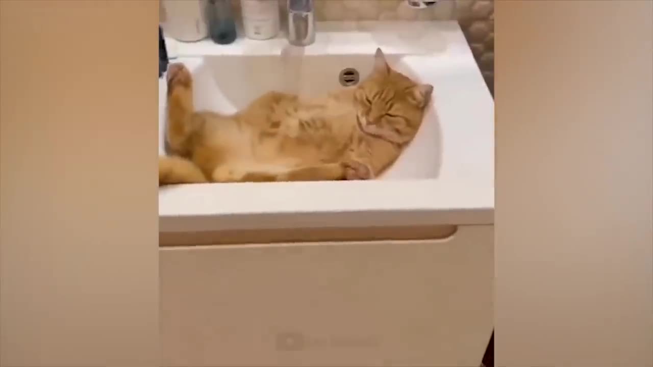 The funniest animals Fun with cats and dogs 2023