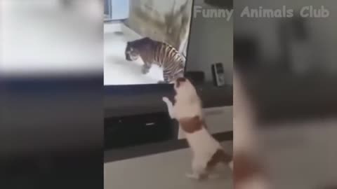 Funny Animal Videos 2022 😂 - Funniest Cats And Dogs Videos 😺😍