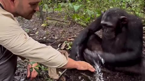 Chimpanzees are considered as the most intelligent race after the humans and here is the reason why,