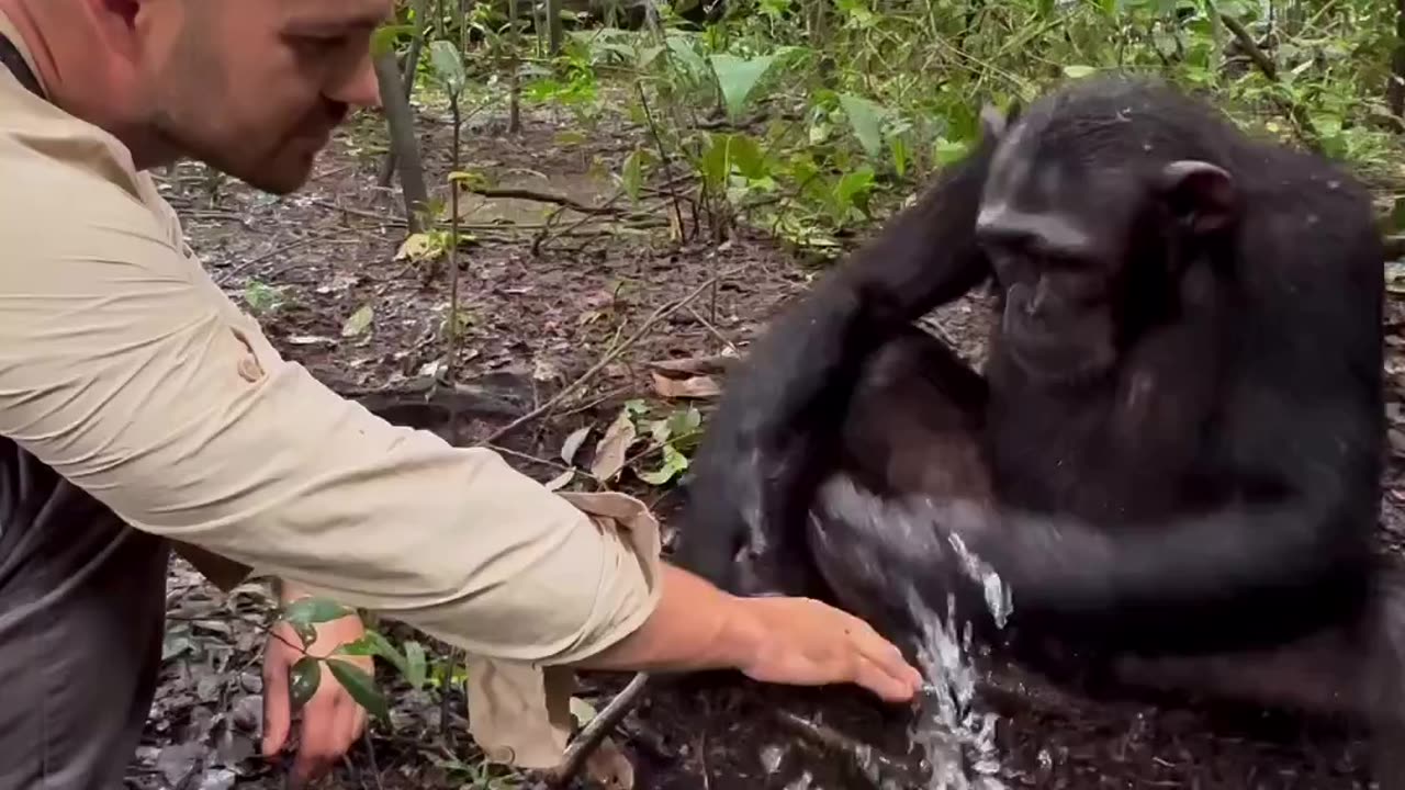 Chimpanzees are considered as the most intelligent race after the humans and here is the reason why,