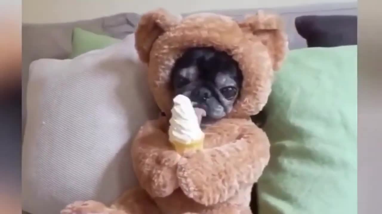 Funniest Animals Video/ Most Funny Video of Animal.